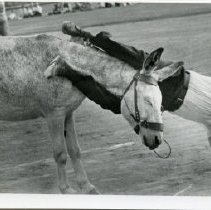 Howard Grey and Donkey